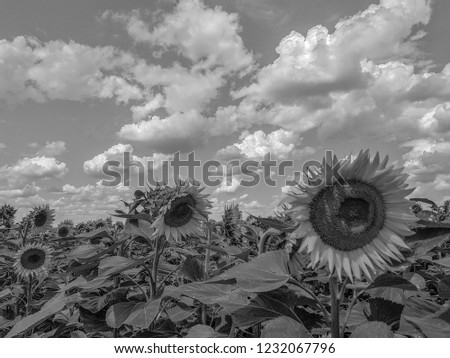 monochrome sunflower field summer plant natural landscape outdoor agriculture background black and white