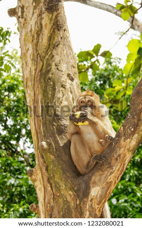 Monkey on the tree. Photos of monkeys sitting on a branch, one o