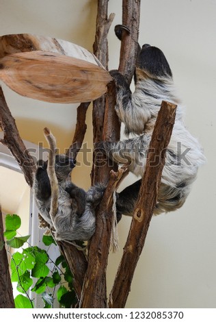 Sloth Animal Photo