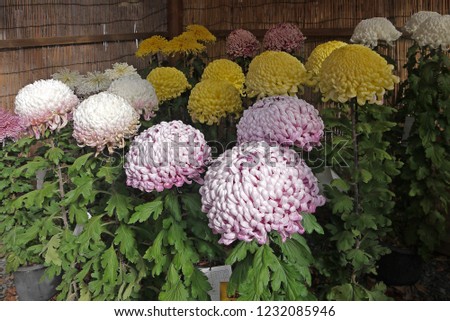 Chrysanthemum in Japan