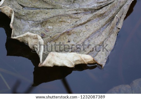 Close up view of a water lily dying at the surface of a pond during autumn season. Brown and orange colors of a dead aquatic plant. Abstract picture of a textured dried leaf. 