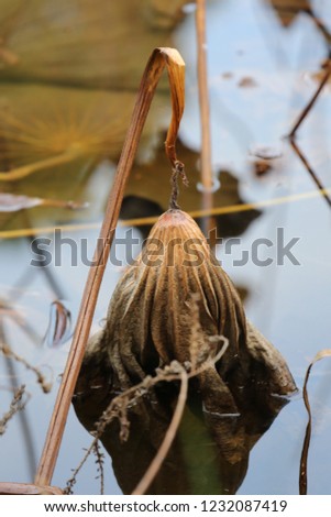 Close up view of a water lily dying at the surface of a pond during autumn season. Brown and orange colors of a dead aquatic plant. Abstract picture of a textured dried leaf. 