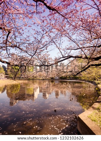 Cherry Blossom Sakura with Pond in City Downtown