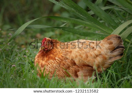 Chicken bird food
