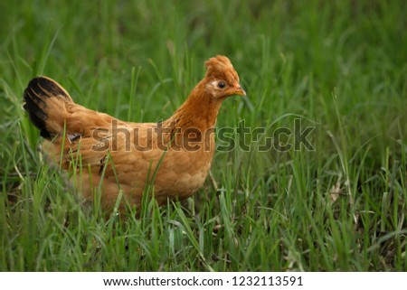 Chicken bird food