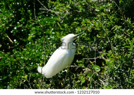 Bird in bush