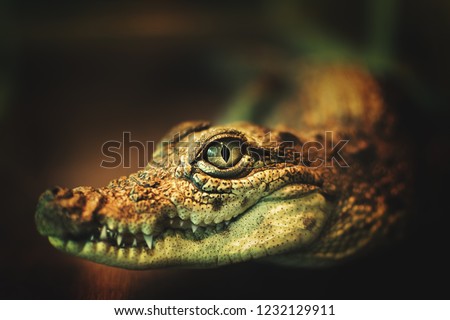 crocodile smiles.the crocodile's eyes looking directly at the camera.crocodile looks directly into the camera.crocodile smiles and shows her teeth. close-up photo of crocodile's eyes Royalty-Free Stock Photo #1232129911
