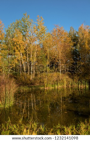 Small pond with reflection of yellow trees on a background