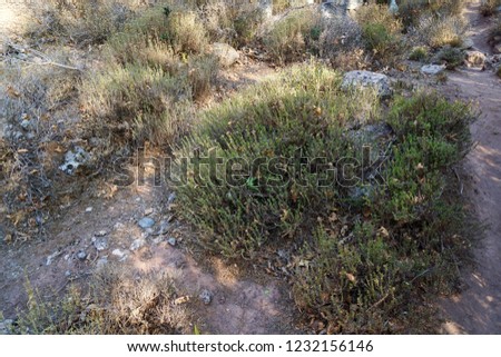 Wild Oregano growing in the very dry gorge of the death close to Zakros in Crete, Greece. Harsh environments, but the oregano plant is very adjustable and a survivor, origanum vulgare                 