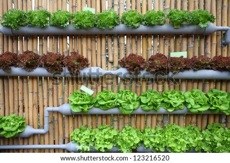 hydroponic salad vegetable. Royalty-Free Stock Photo #123216520