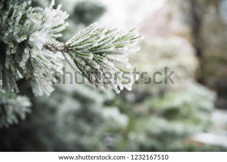 photo of ice covered trees