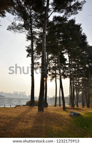 This picture is  Pine trees  around the lake  in the morning of autumn.