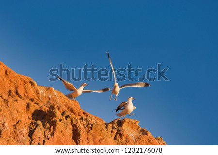 Seagull scaring friends to jump off cliff.