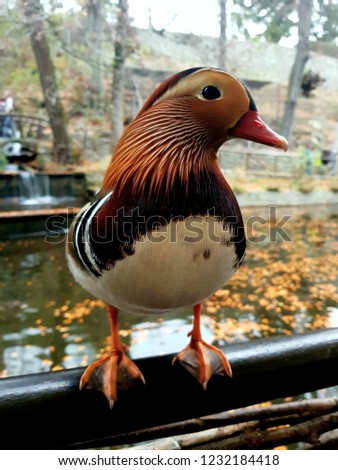 A Chinese mandarin duck
