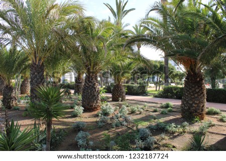 Garden with palm trees in recreational park