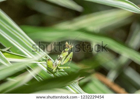Green Praying Mantis  walking on a leaf