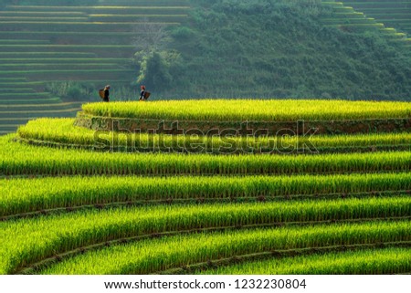 Beautiful step of rice terrace paddle field in sunset and dawn at Mam Xoi hill, Mu Cang Chai, Vietnam. Mu Cang Chai is beautiful in nature place in Vietnam, Southeast Asia. Travel concept.