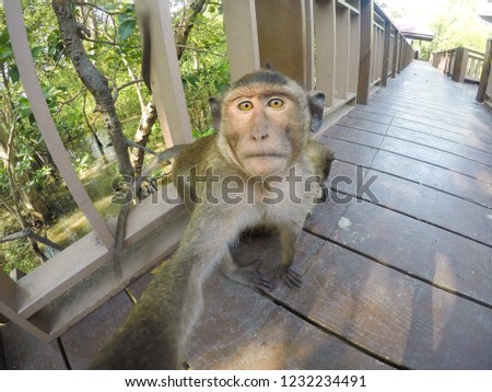 A monkey makes selfie in the wild
