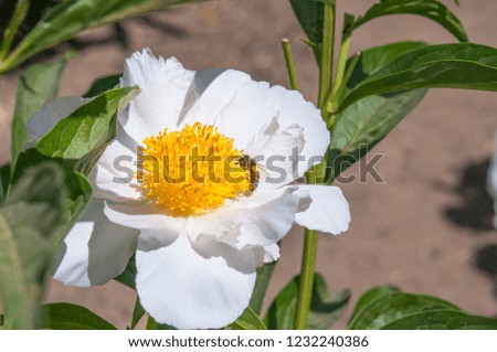 A bee is extracting nectar from White Peony Flower.  The picture was taken during a spring afternoon at Peony Garden at Beijing Botanical Garden.