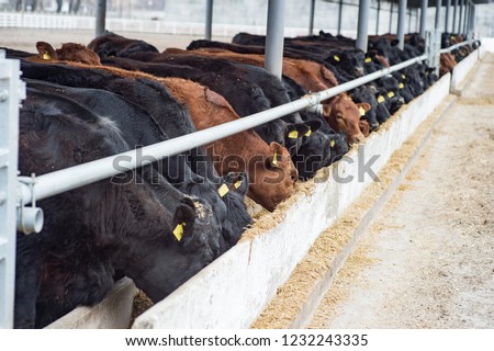 Cows on Farm. Black and brown cows eating hay in the stable. Royalty-Free Stock Photo #1232243335