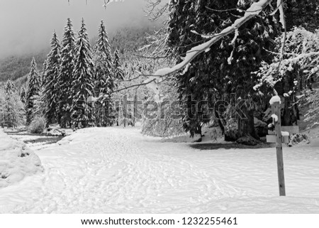 Forest landscape under the snow, black and white picture