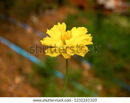 Group of yellow calendula flowers blooming in garden