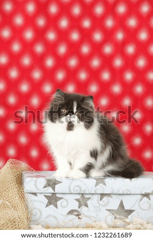 small cat on a christmas gift in front of red christmas background