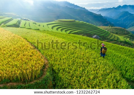Beautiful step of rice terrace paddle field in sunset and dawn at Mam Xoi hill, Mu Cang Chai, Vietnam. Mu Cang Chai is beautiful in nature place in Vietnam, Southeast Asia. Travel concept. Aerial view