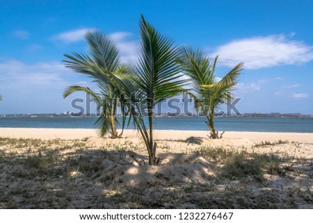 View of palm trees on beach, on the island of Mussulo, Luanda, Angola...