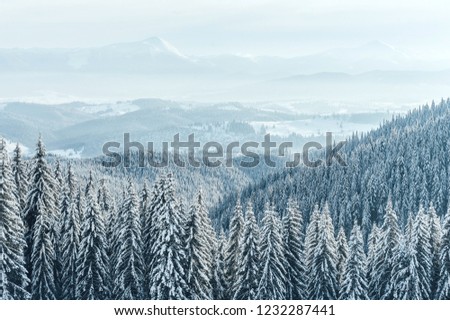 Christmas background with snowy fir trees and heavy snowfall. Winter mountains landscape