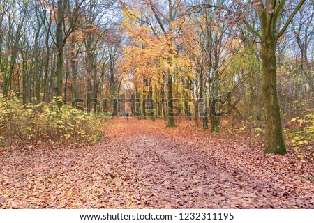 Beutiful Tiergarten Park in Belin, Germany during the fall, with colorful autumn foliage and trees