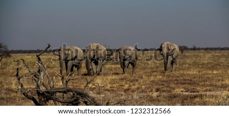 Wild elephants in the steppe of Africa
