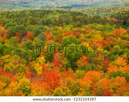 It is a picture of red maple taken in Canada. This is a picture of autumn leaves seen from Algonquin State Park in Ontario, Canada.