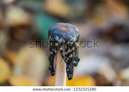 Magpie Inkcap Liquefying in Autumn