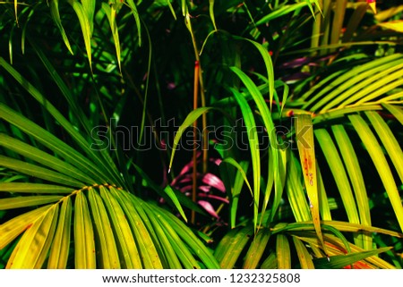 Colorful palm leaves in the garden, Green foliage of tropical forest plant for nature pattern and background, People grow plants to make fences. Fresh color tone for input text.
