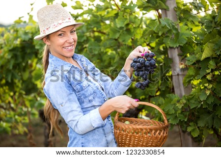 Woman in Vineyard Harvesting Grapes