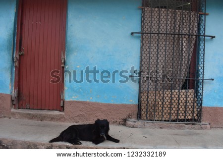 Dog sitting in the street in Trinidad Cuba