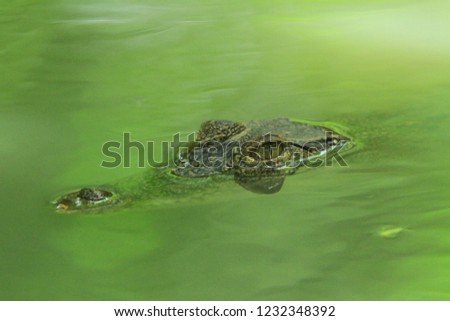 Small crocodiles that swim in water