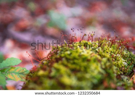 Fall Leaves color change, Autumn leaves in Akita, Japan,soft focus.Small moss.