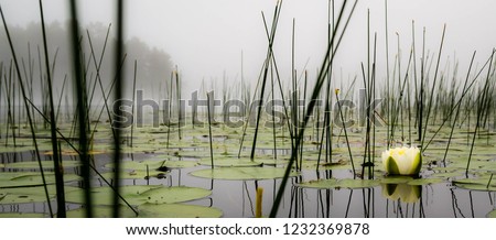 Lilly pads and reeds on a calm foggy lake in northern Wisconsin Royalty-Free Stock Photo #1232369878