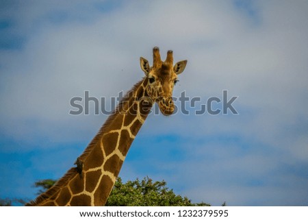 Giraffe neck on blue sky