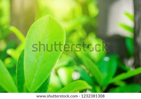 Close-up image of a light green leaf, backdrop is a bush blur