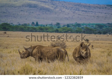 Black rhinos on African savanna grassland