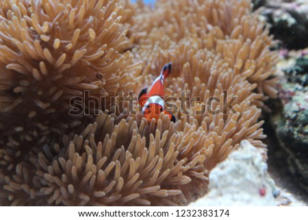 A crownfish hiding in anemones