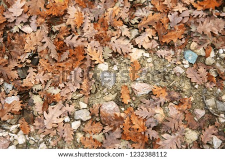 Autumn falled oak leaves on ground as background. Top view point.