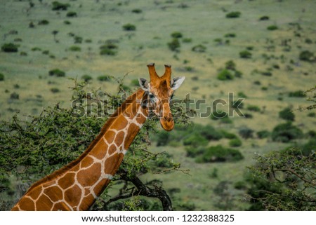 Giraffe close up on green bush background 