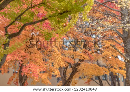 Maple leaves, autumn colors in Japan, Fall foliage season with blue sky and clear day.