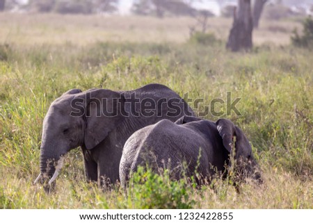 Elephants fighting on the Serengeti