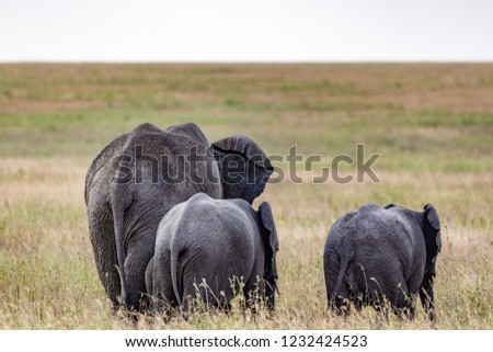 A mother and two baby elephants walking towards the horizon 