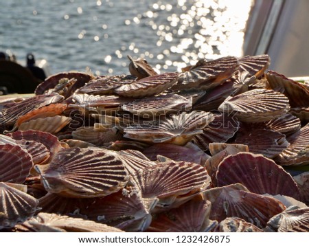 St Jacques scallop at the arrival of a fishing boat on the quay of Trouville-sur-mer Royalty-Free Stock Photo #1232426875